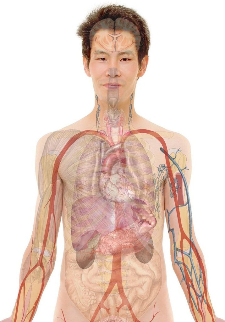 Circulatory system and wet cupping