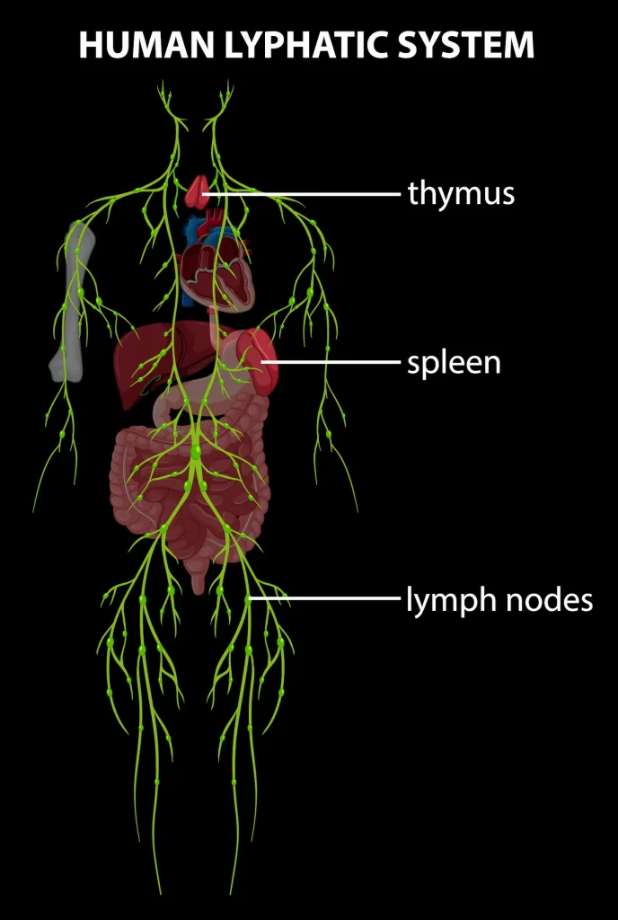 wet cupping for Lymphatic system