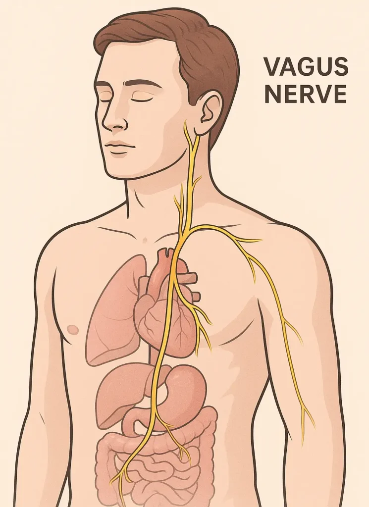 Wet cupping support vagus nerve function