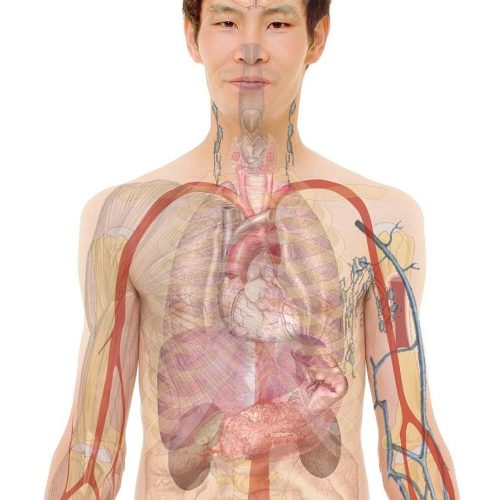 Wet Cupping and the Circulatory System: Resetting Body Flow Naturally