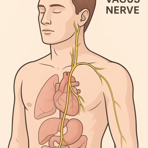 How Wet Cupping Supports Vagus Nerve Function — A Natural Way to Reset Calm, Energy, and Stress Recovery
